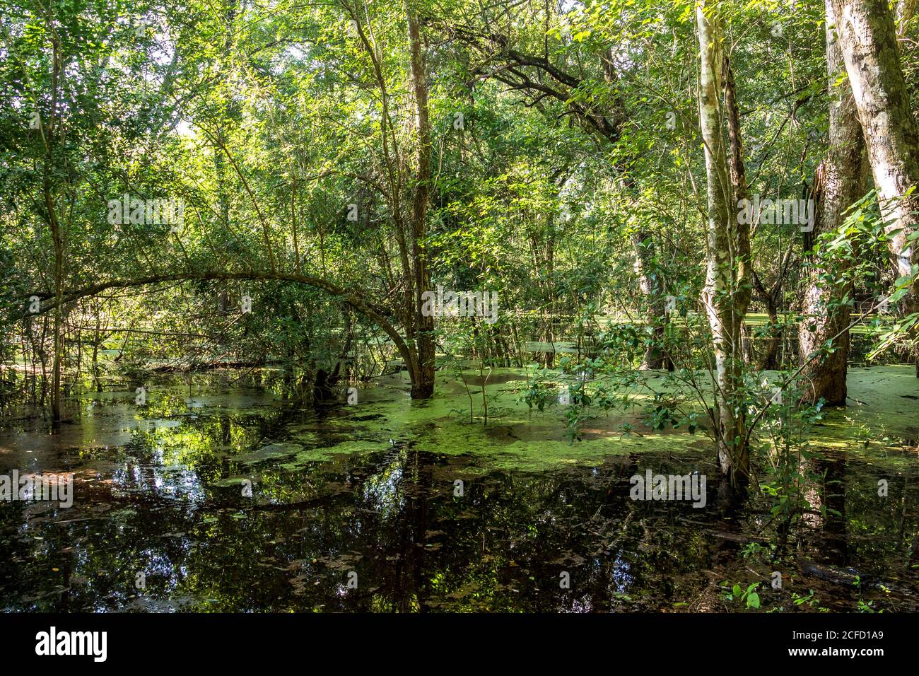 Swamp in the jungle of Calakmul, Yucatan Peninsula, Mexico Stock Photo ...