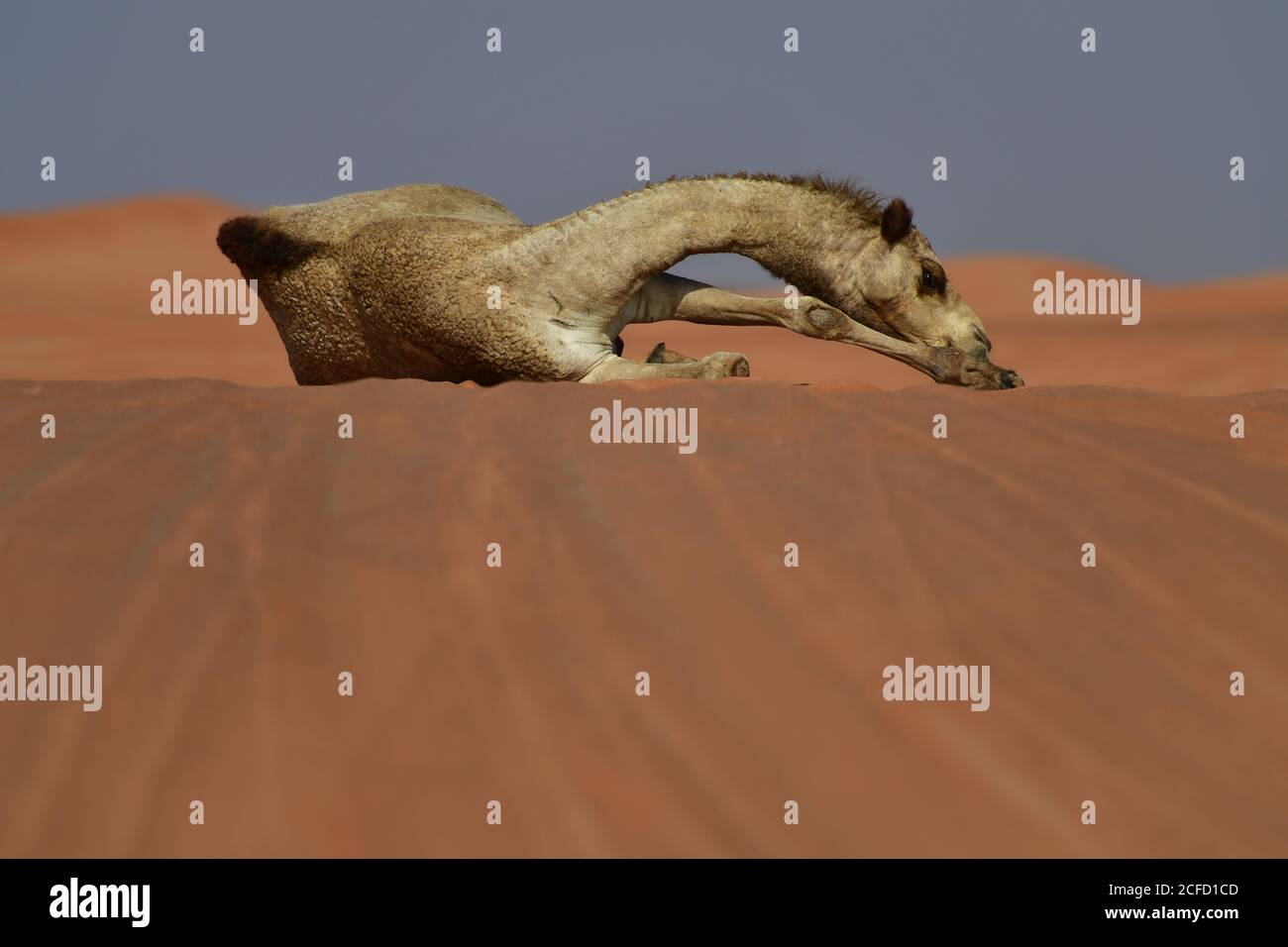 Arabian Camel (dromedary) resting & exhibiting their capabilities of surviving in the harsh desert landscapes of the Arabian Peninsula landscape. Stock Photo