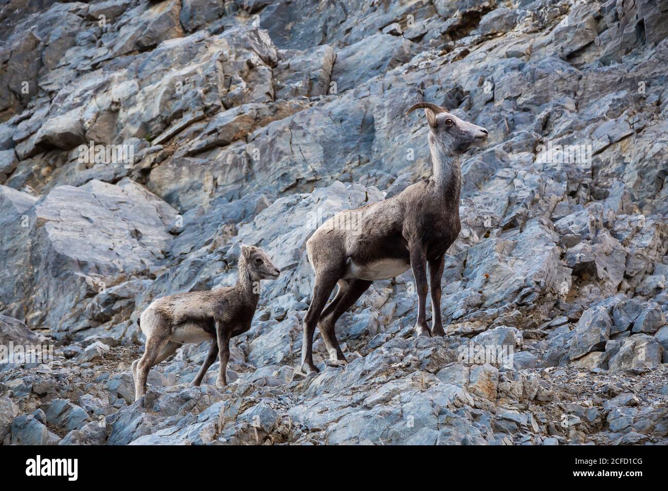 Mountain Sheep on a Rocky Cliff. Mother and her Baby Stock Photo - Alamy
