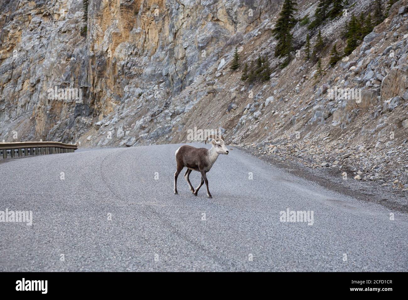 Mountain Sheep on a Rocky Cliff. Mother and her Baby Stock Photo - Alamy
