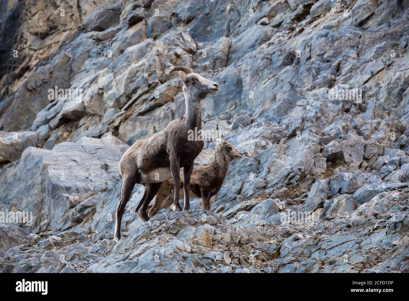 Mountain Sheep on a Rocky Cliff. Mother and her Baby Stock Photo - Alamy