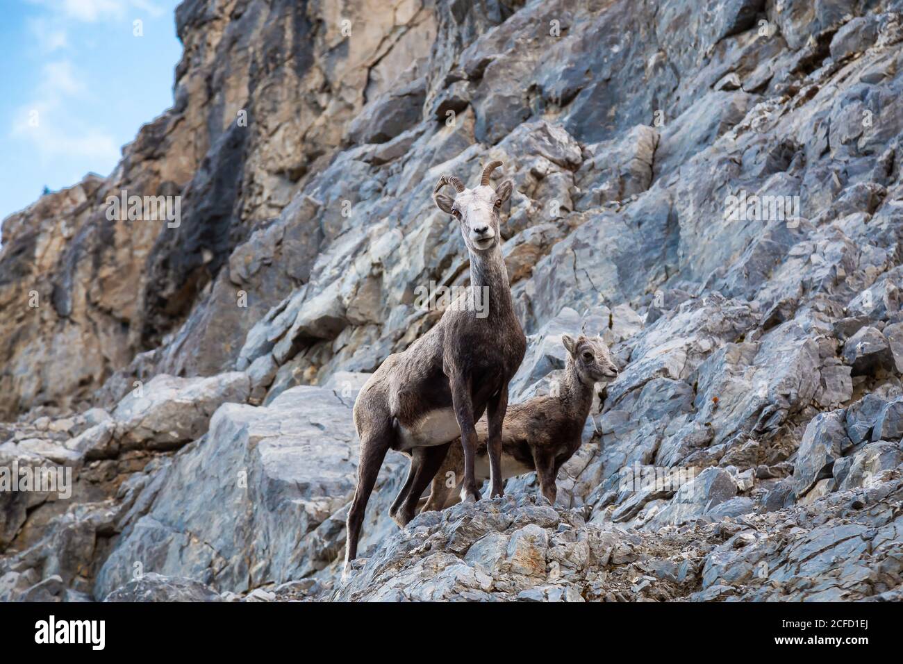 Mountain Sheep on a Rocky Cliff. Mother and her Baby Stock Photo - Alamy