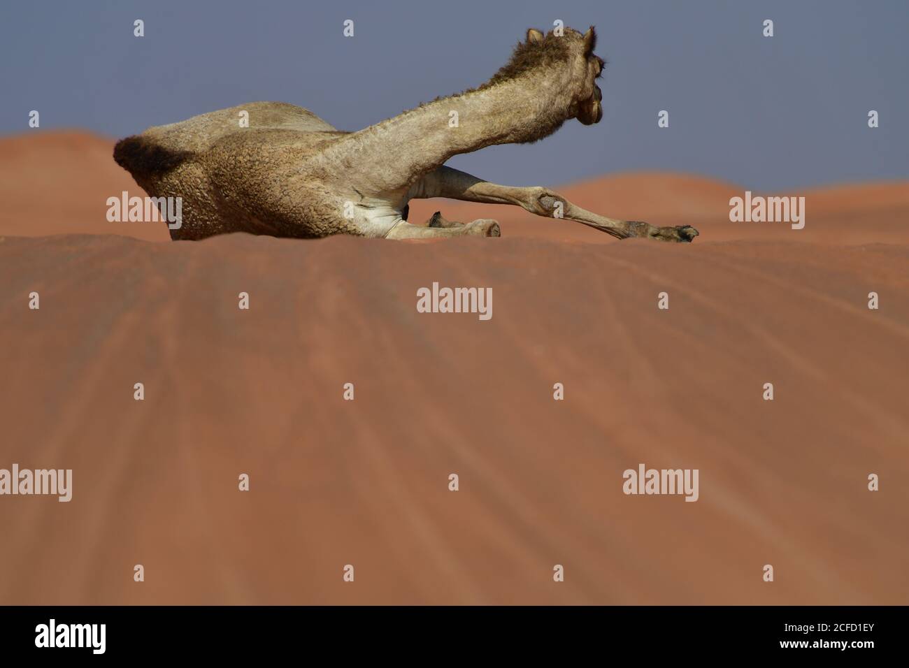 Arabian Camel (dromedary) resting & exhibiting their capabilities of surviving in the harsh desert landscapes of the Arabian Peninsula landscape. Stock Photo