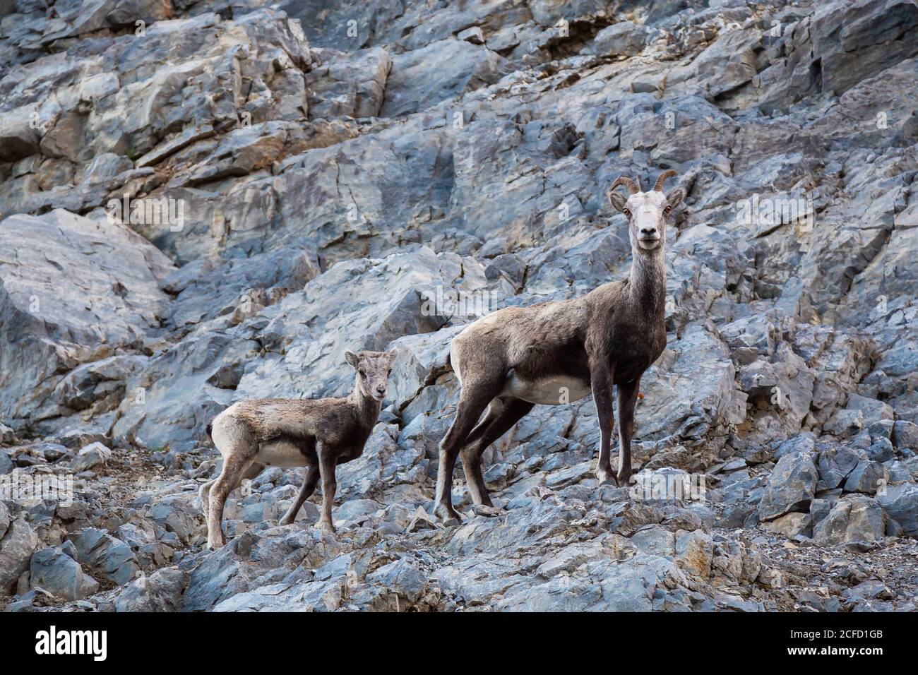 Mountain Sheep on a Rocky Cliff. Mother and her Baby Stock Photo - Alamy
