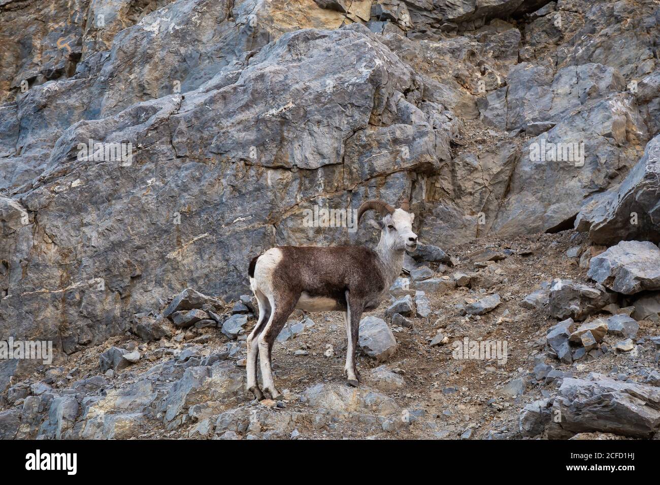 Mountain Sheep on a Rocky Cliff. Mother and her Baby Stock Photo - Alamy
