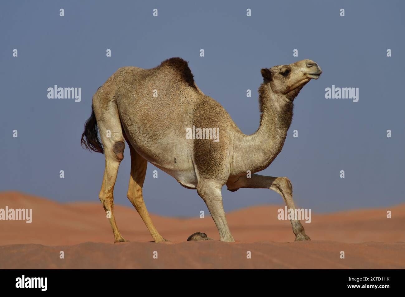 One hump camel hi-res stock photography and images - Alamy