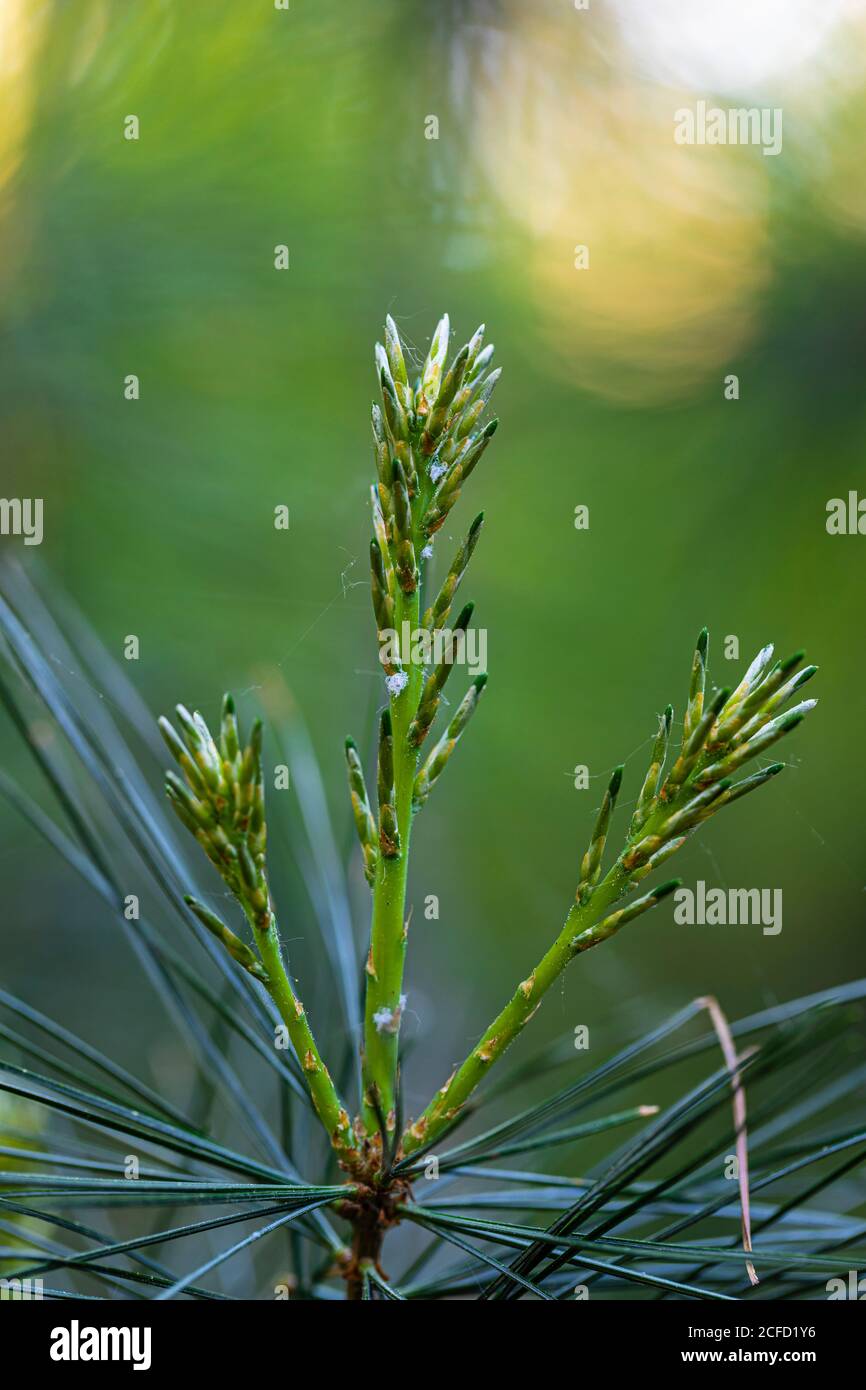 Pinus sylvestris seed hi-res stock photography and images - Alamy