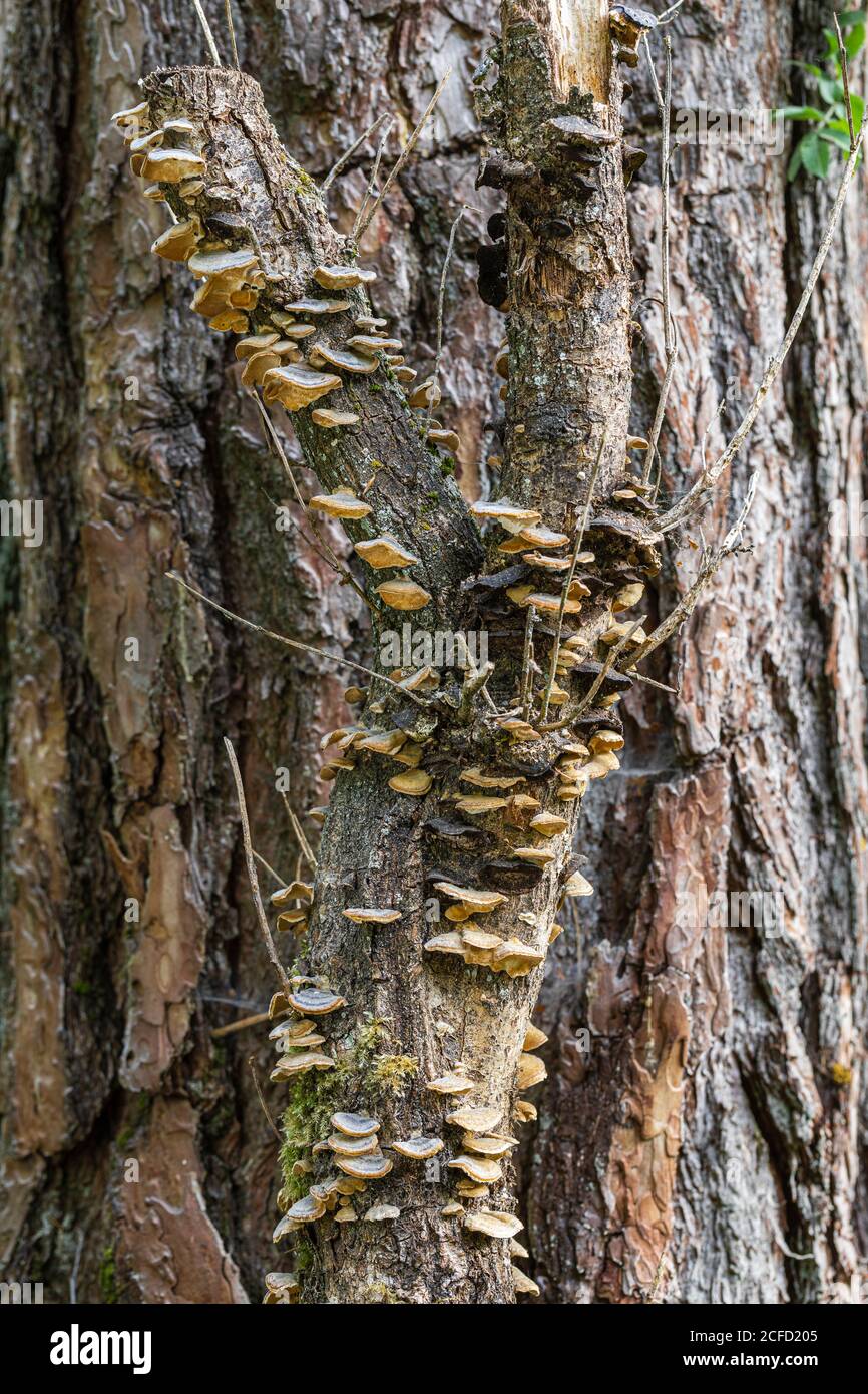 a group of small mushrooms grows on a tree trunk Stock Photo - Alamy