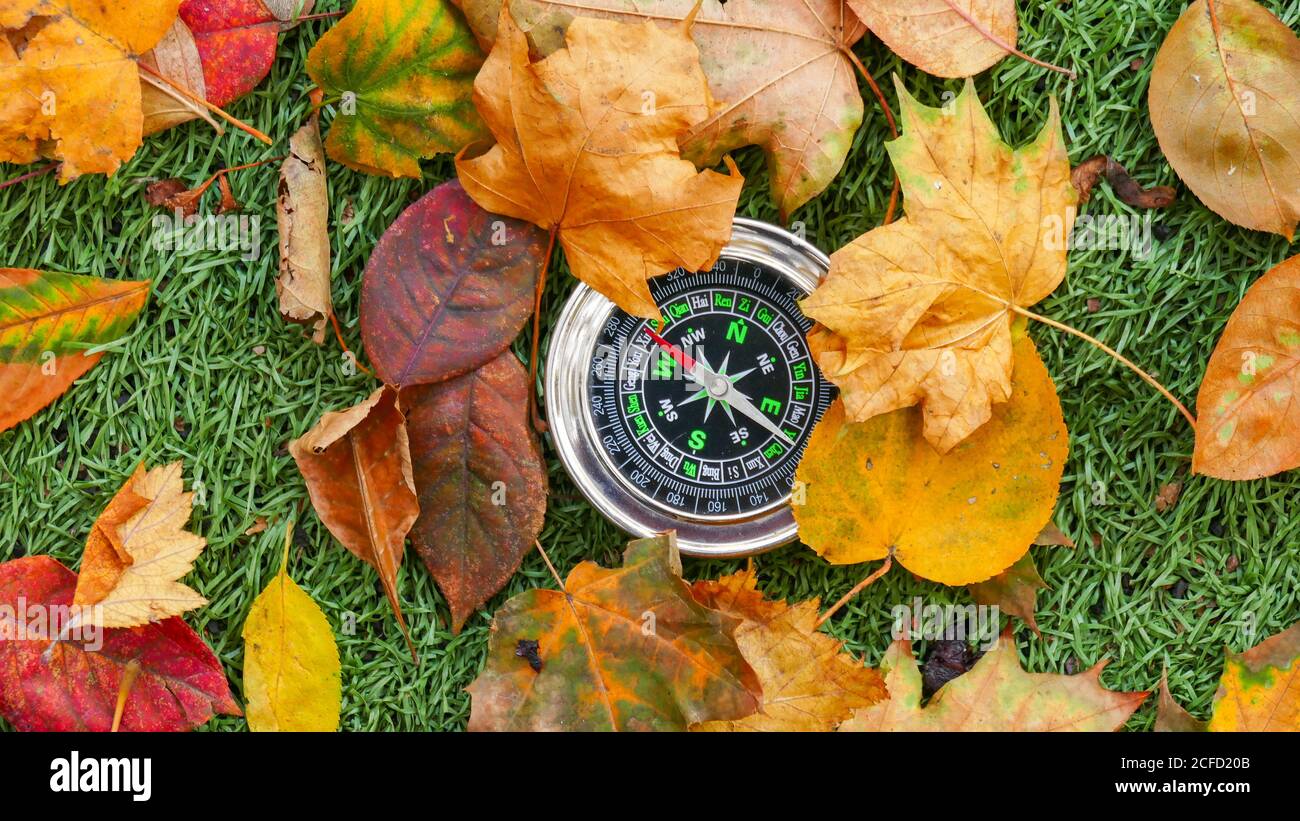 Use Compass In The Forest Stock Photo Alamy
