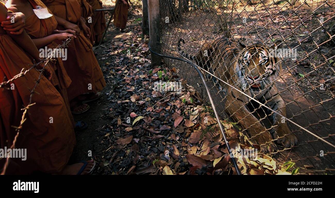 A group of Buddhist novice monks looks an Indochinese tiger in cage of an open zoo. Selective focus. Stock Photo