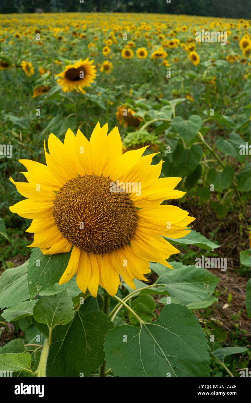 A field of sunflowers in bloom Stock Photo - Alamy
