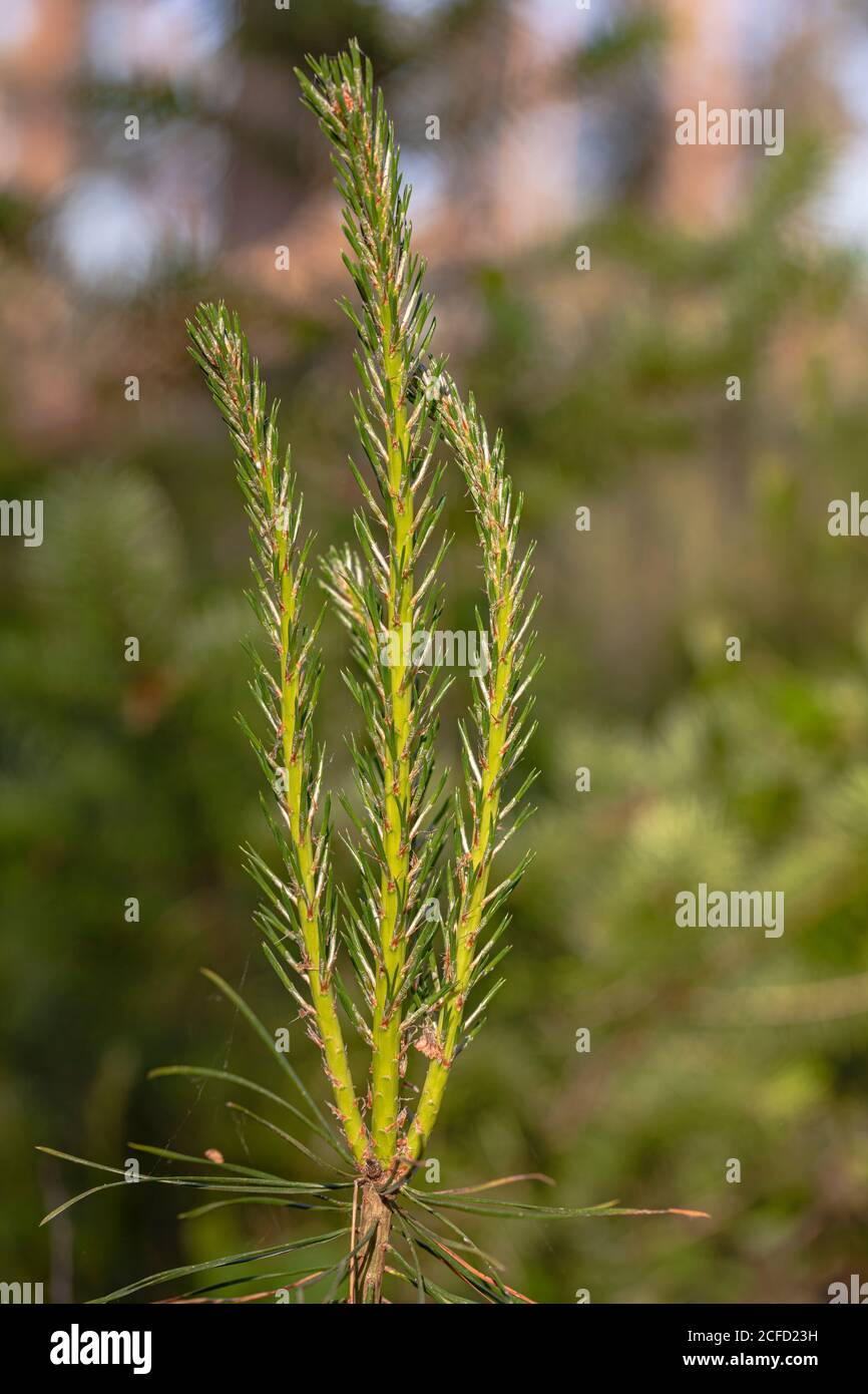 Young forest pine, Pinus sylvestris, close-up, Stock Photo
