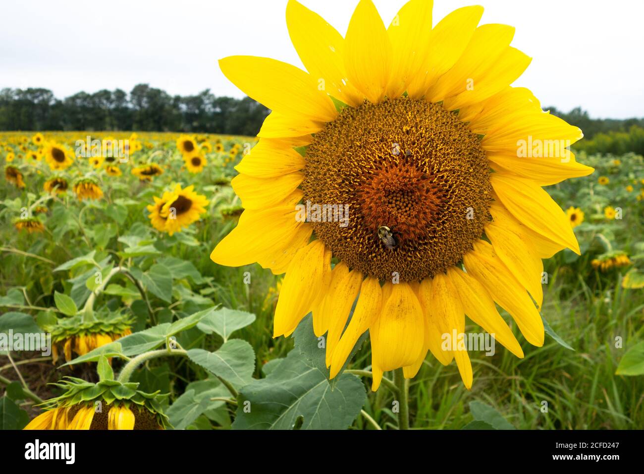 A field of sunflowers in bloom Stock Photo - Alamy