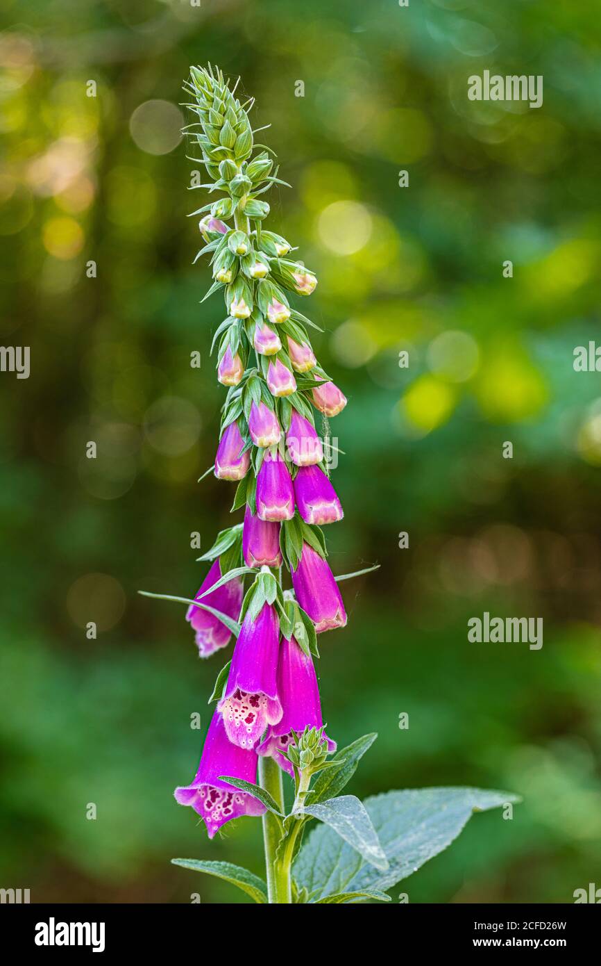 Flowering wild foxglove in the forest Stock Photo
