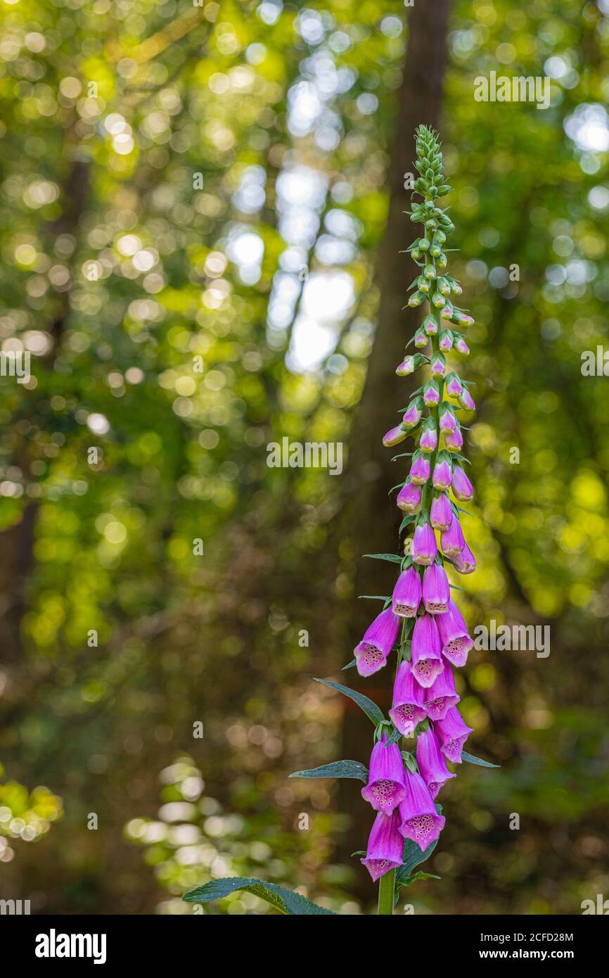 Flowering wild foxglove in the forest Stock Photo