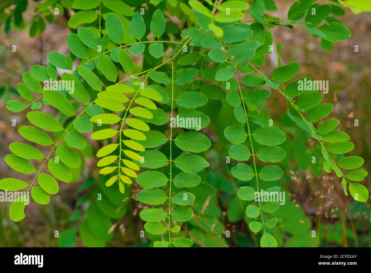 Leaves on a young Locust tree in the summer in Germany Stock Photo Alamy