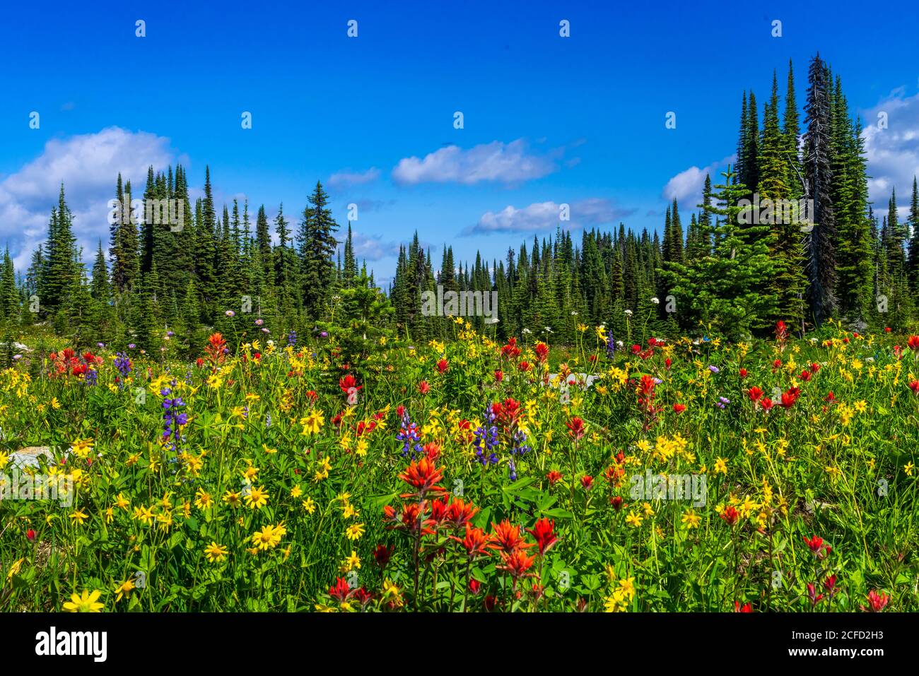 Forest with wildflowers hi-res stock photography and images - Alamy