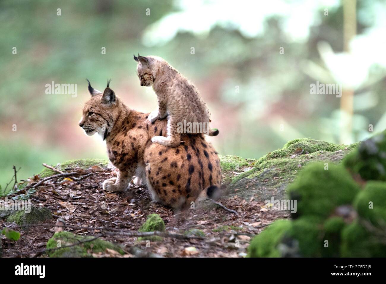 Lynx with offspring Stock Photo