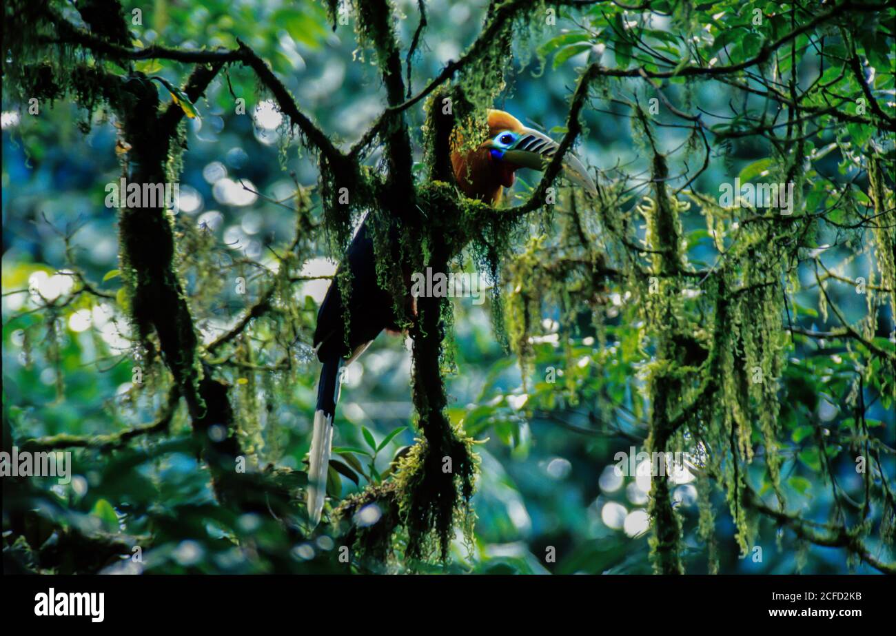 Male Rufous-necked Hornbill is perching on the branch of ancient tree, lush dense green moss and lichen covered ancient wild trees, Cloud Forest in Ma Stock Photo