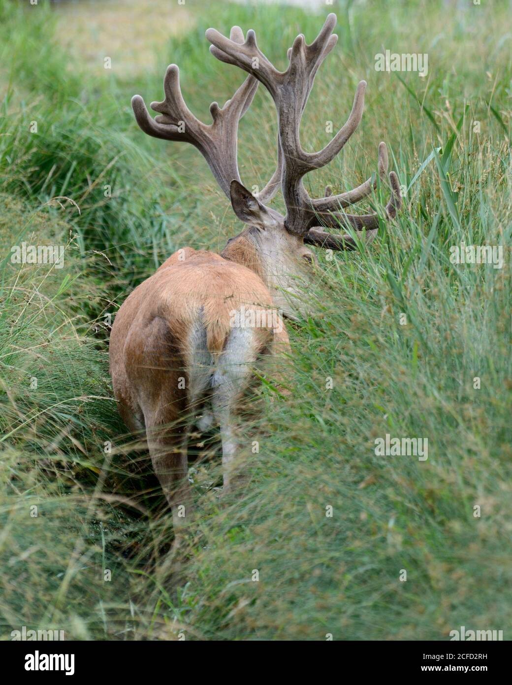 Capital red deer in the bast Stock Photo