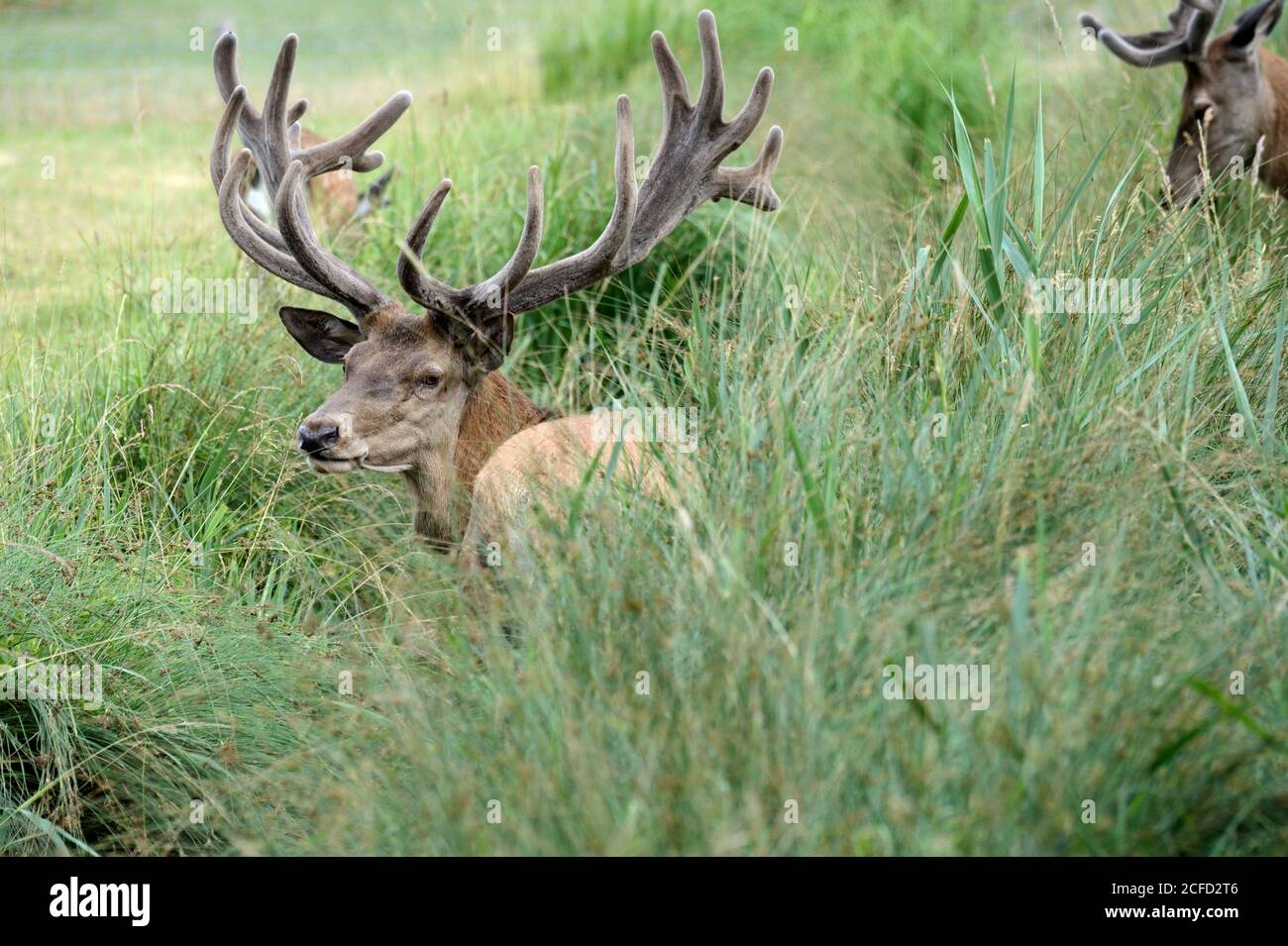 Capital red deer in the bast Stock Photo