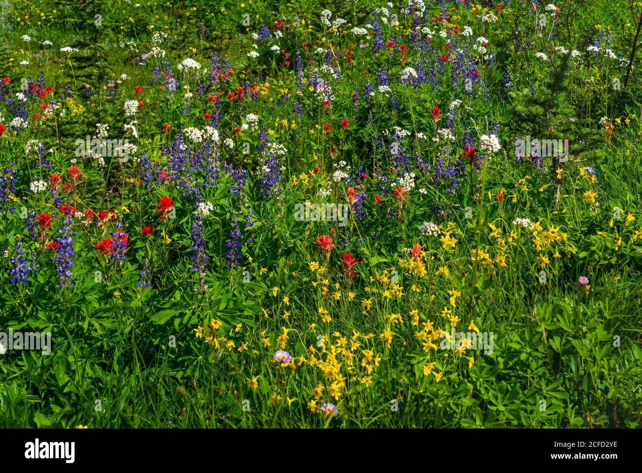 Forest with wildflowers hi-res stock photography and images - Alamy