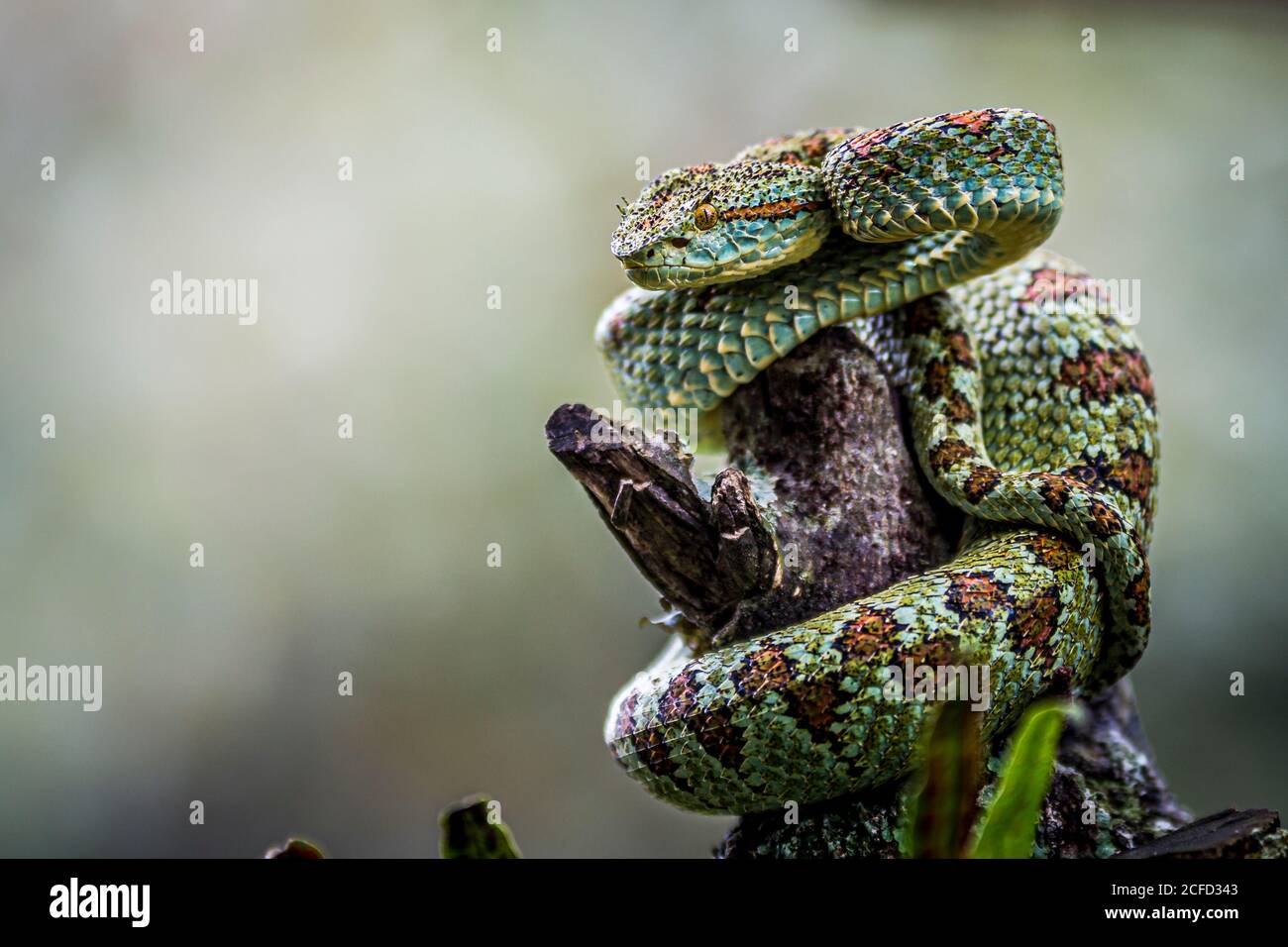 Bothriechis supraciliaris, Blotched palm-pit viper, venomous green arboreal snake. Coiled on the dry branch of a tree in a defensive position. Stock Photo