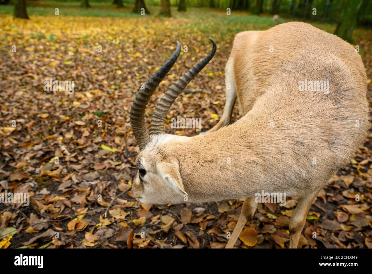 Goiter Gazelle Gazella Subgutturosa Asian Gazelle Species Hi Res Stock