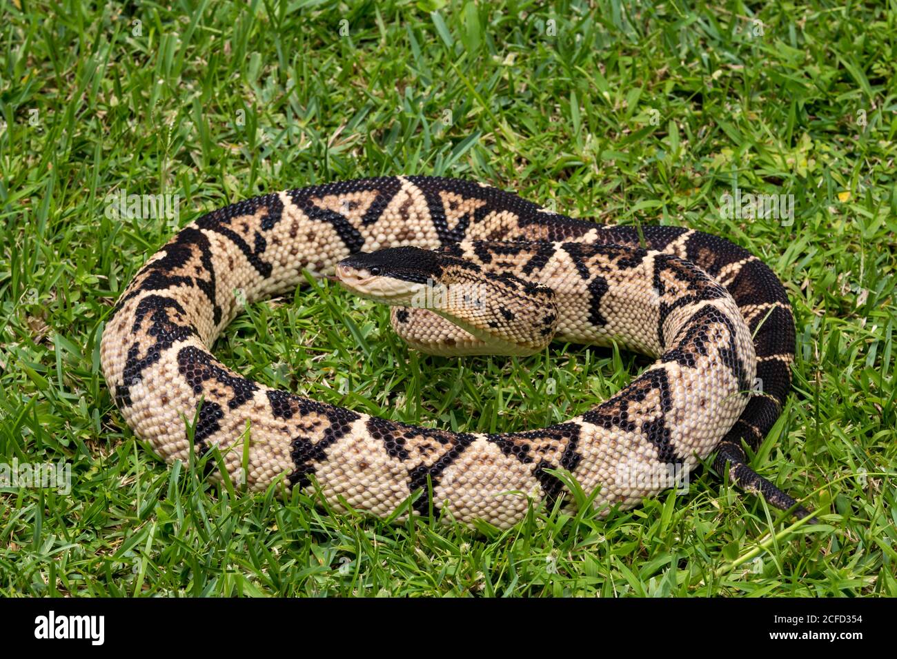 Black-headed bushmaster, Lachesis melanocephala is the largest poisonous snake in Costa Rica and endemic to the country, found only in the southern pa Stock Photo