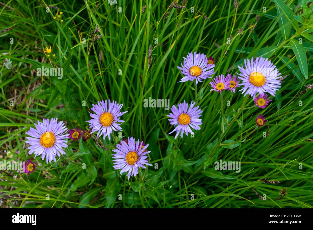 Summer wildflowers on Mount Revelstoke, British Columbia, Canada. Stock Photo