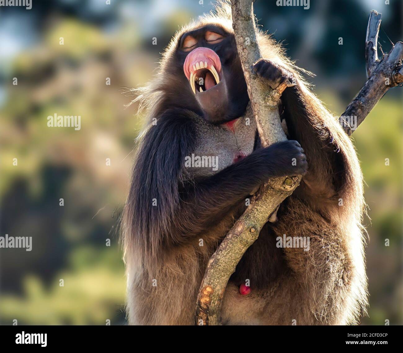 Just yawning Stock Photo