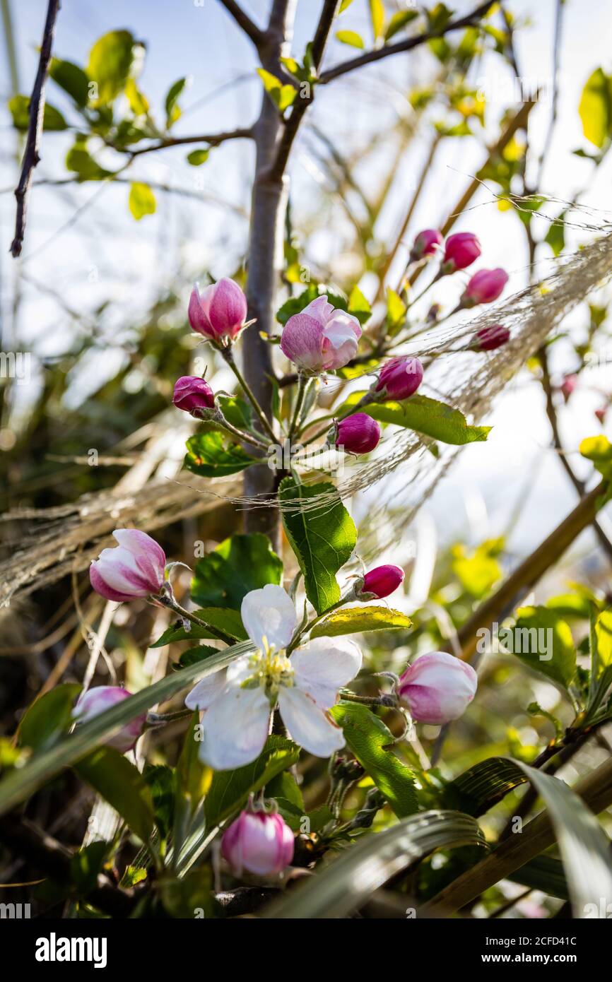 Crab apple blossom in Akaroa Stock Photo Alamy