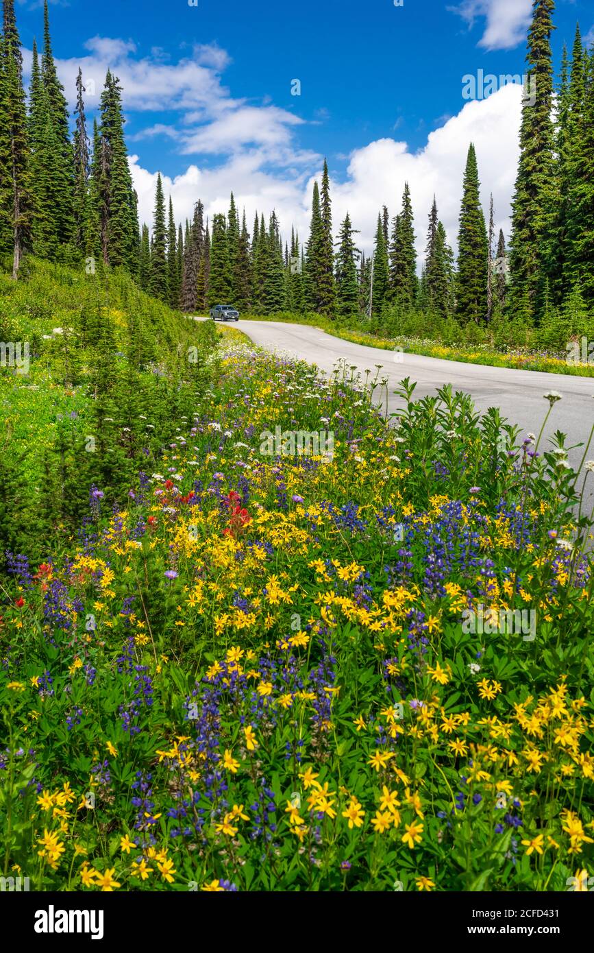 Roadside wildflowers hi-res stock photography and images - Alamy