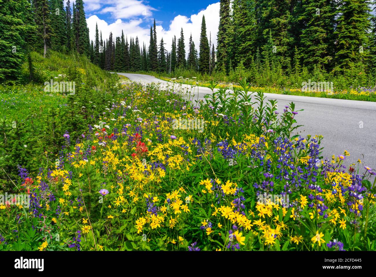 Roadside wildflowers hi-res stock photography and images - Alamy
