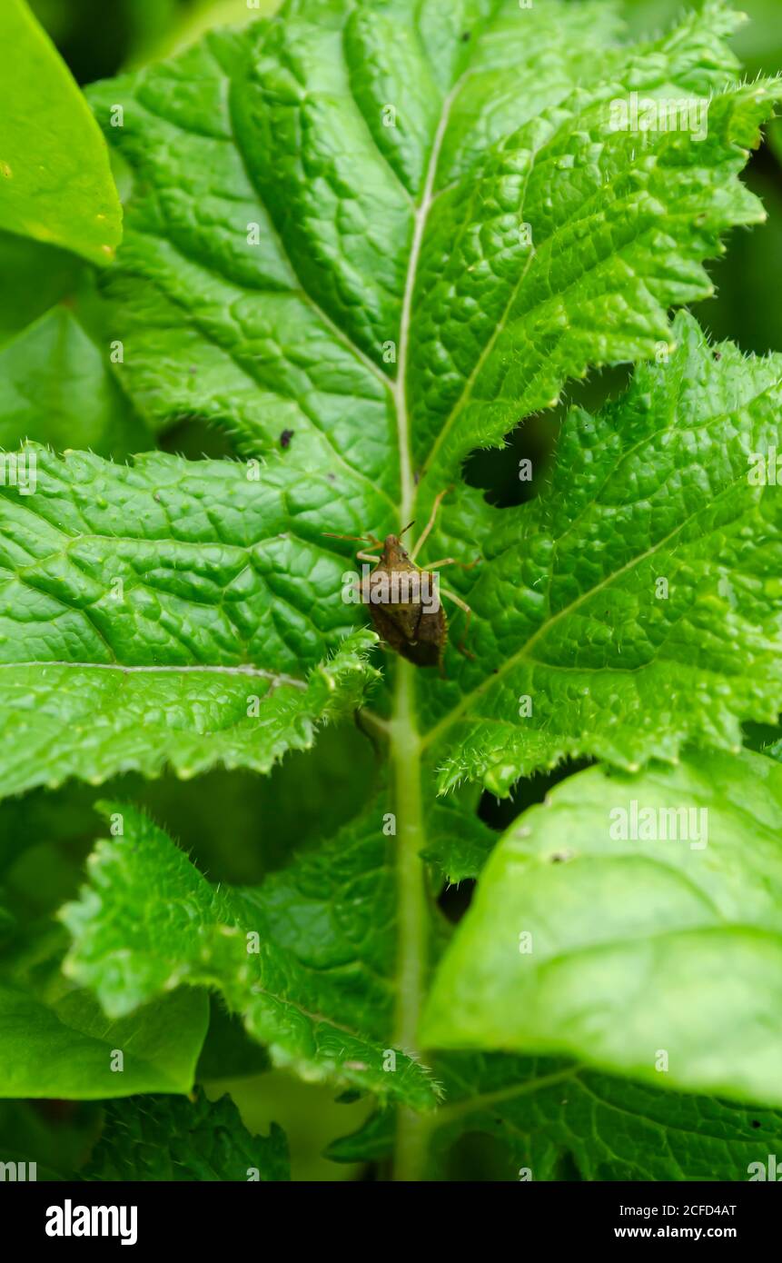 Stink Bug On Green Leaf Stock Photo