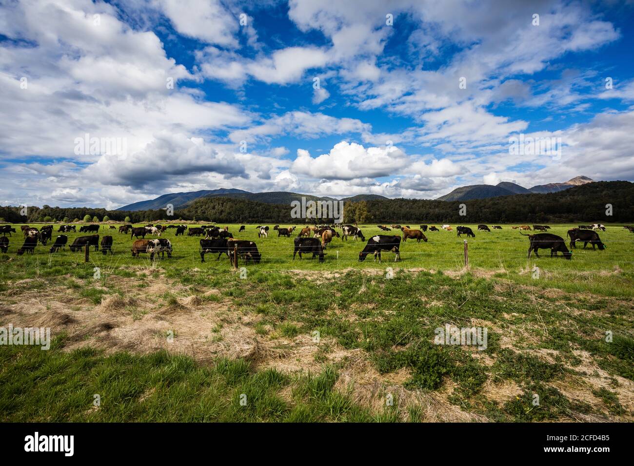 Cow meadow in front of mountain landscape, South Island New Zealand Stock Photo