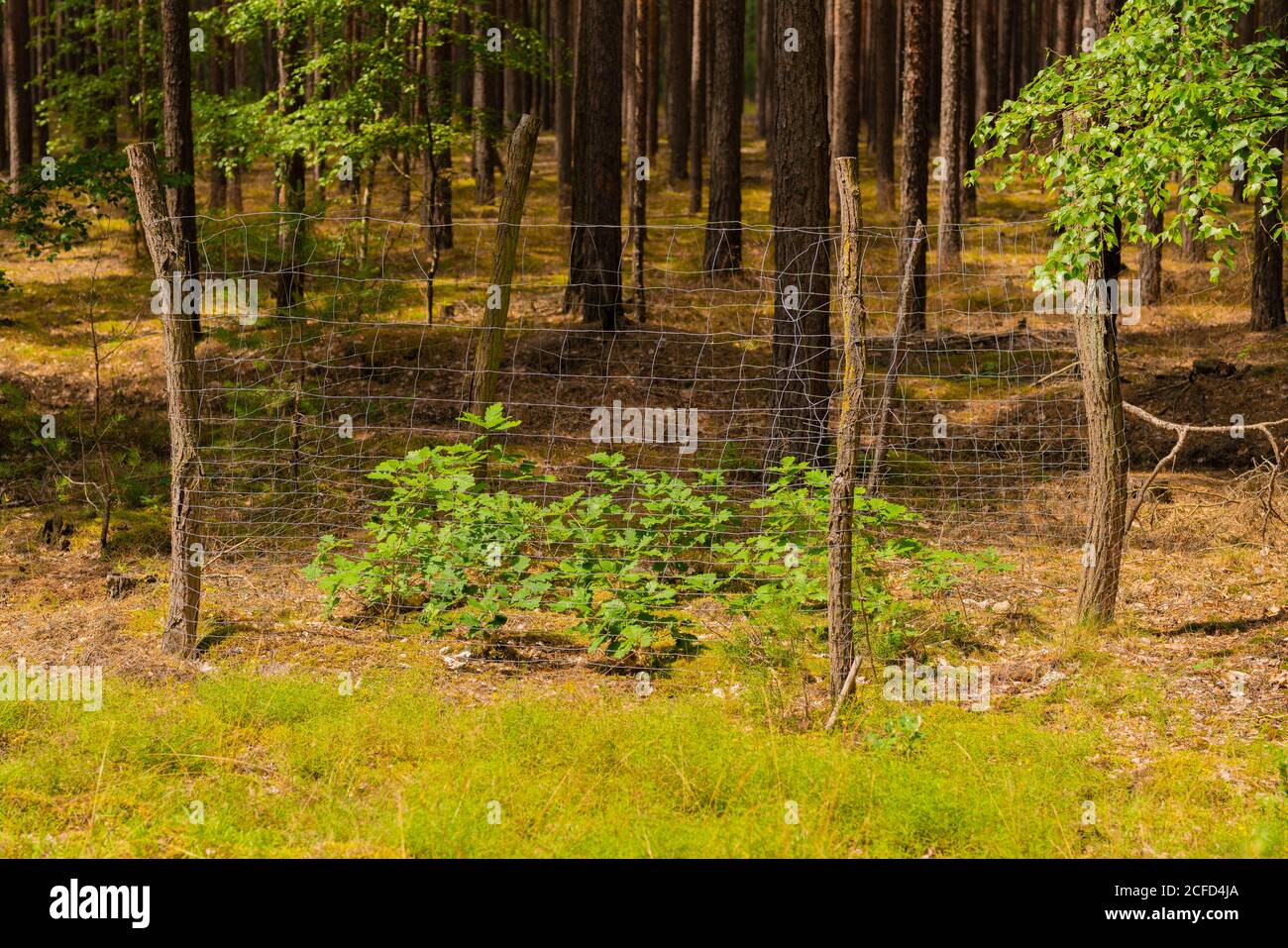 small young oak trees, fenced in so they are not eaten by animals Stock Photo