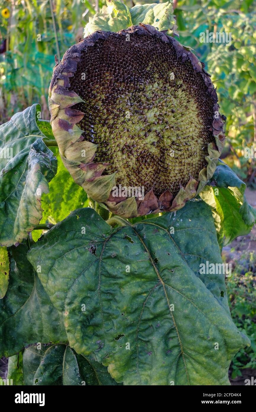 Ripe sunflower (Helianthus annuus) with seeds, in the garden, portrait Stock Photo
