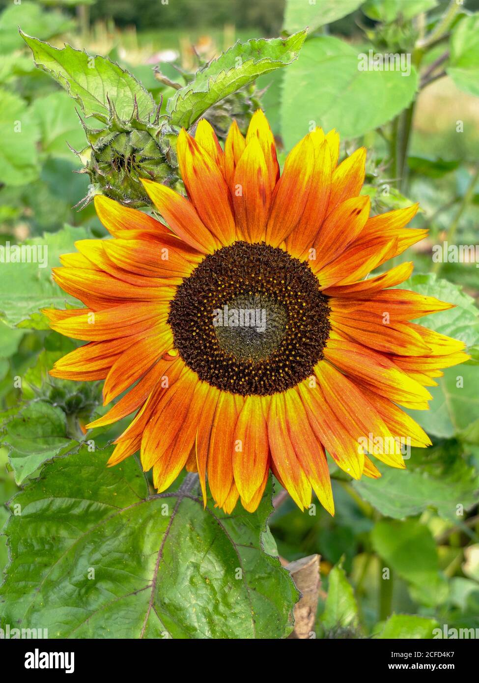 Sunflower (Helianthus annuus) in the garden, portrait Stock Photo Alamy