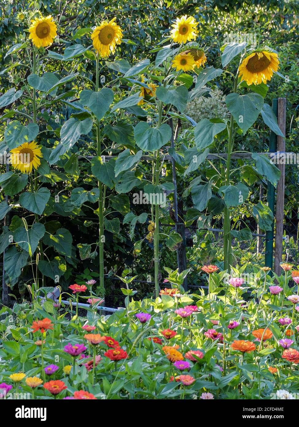 Sunflowers (Helianthus annuus) grow in the row as a screen Stock Photo