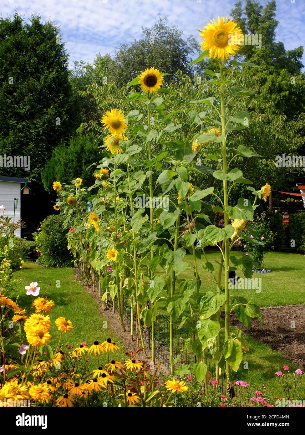 Sunflowers (Helianthus annuus) grow in the row as a screen Stock Photo