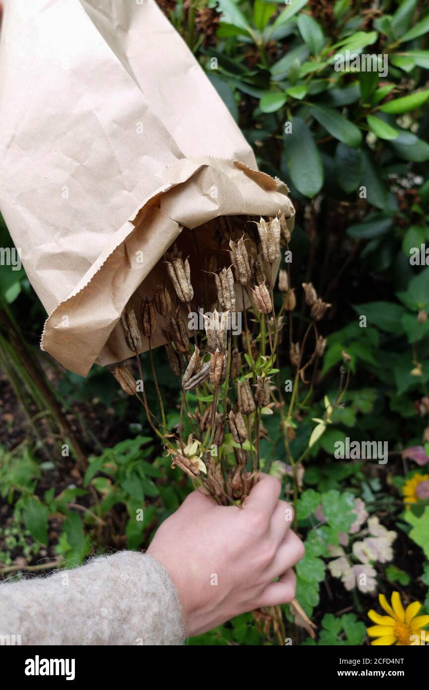 Collect seeds of columbine (Aquilegia vulgaris) in a paper bag Stock Photo