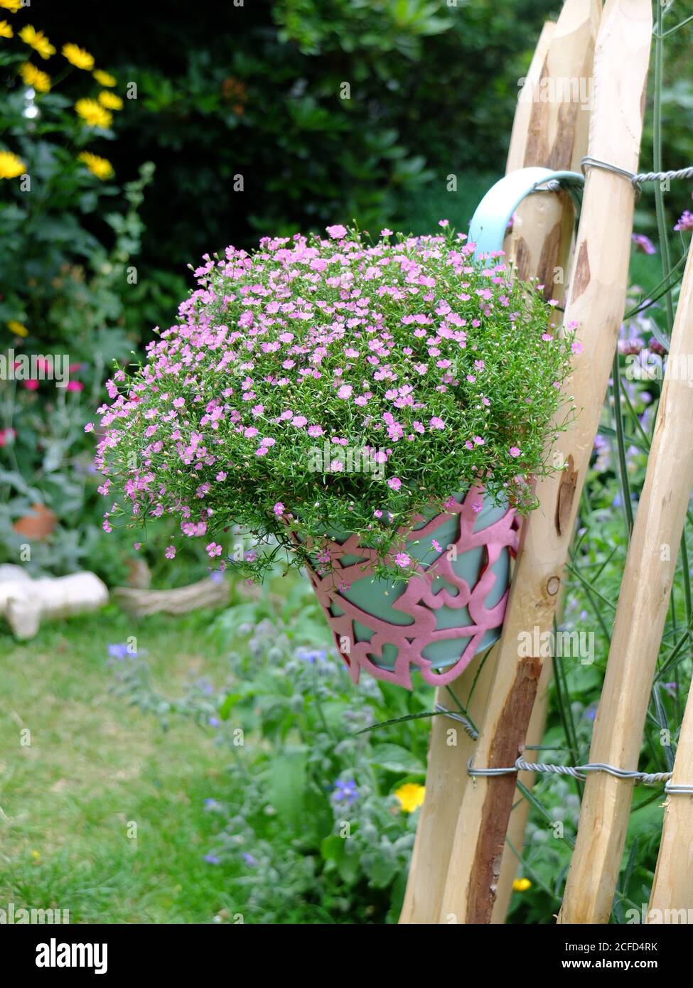 Gypsophila rosea hi-res stock photography and images - Alamy