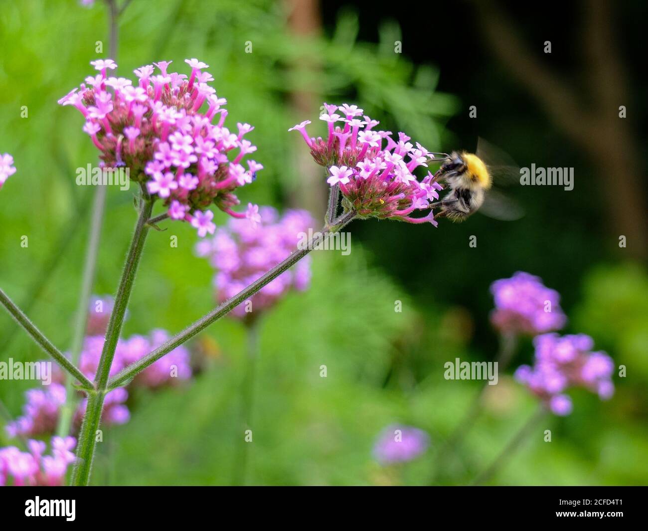 Patagonian verbena (Verbena bonariensis) with bee Stock Photo
