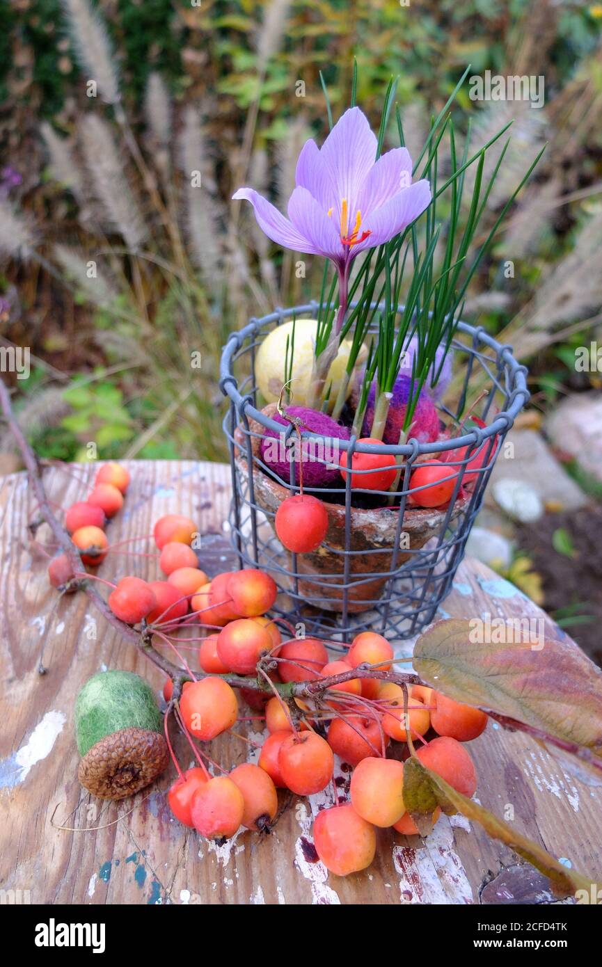 Autumn timeless (Colchicum autumnale) in a wire basket, ornamental apples in front Stock Photo