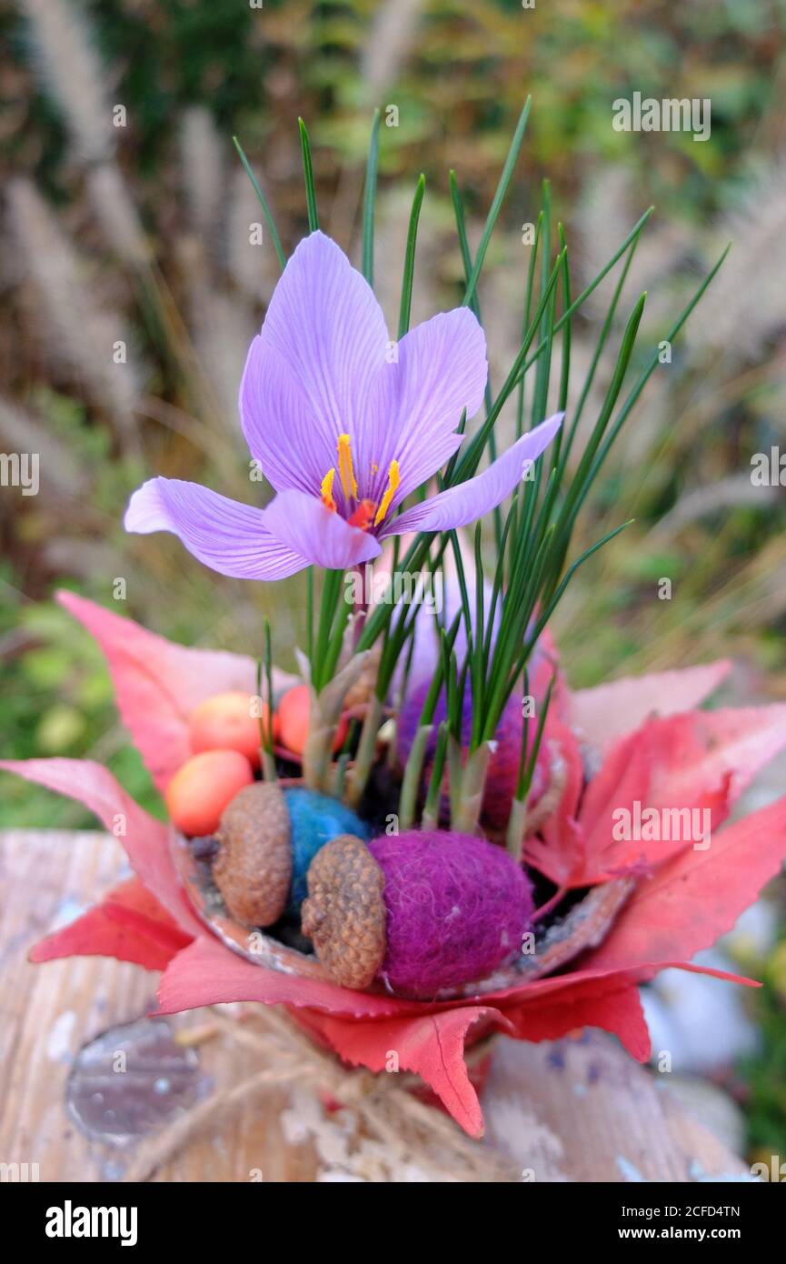 Autumn timeless (Colchicum autumnale) in a pot as an autumn decoration Stock Photo