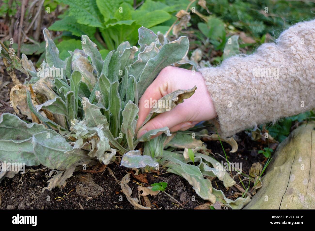 Carnation leaves hires stock photography and images Alamy