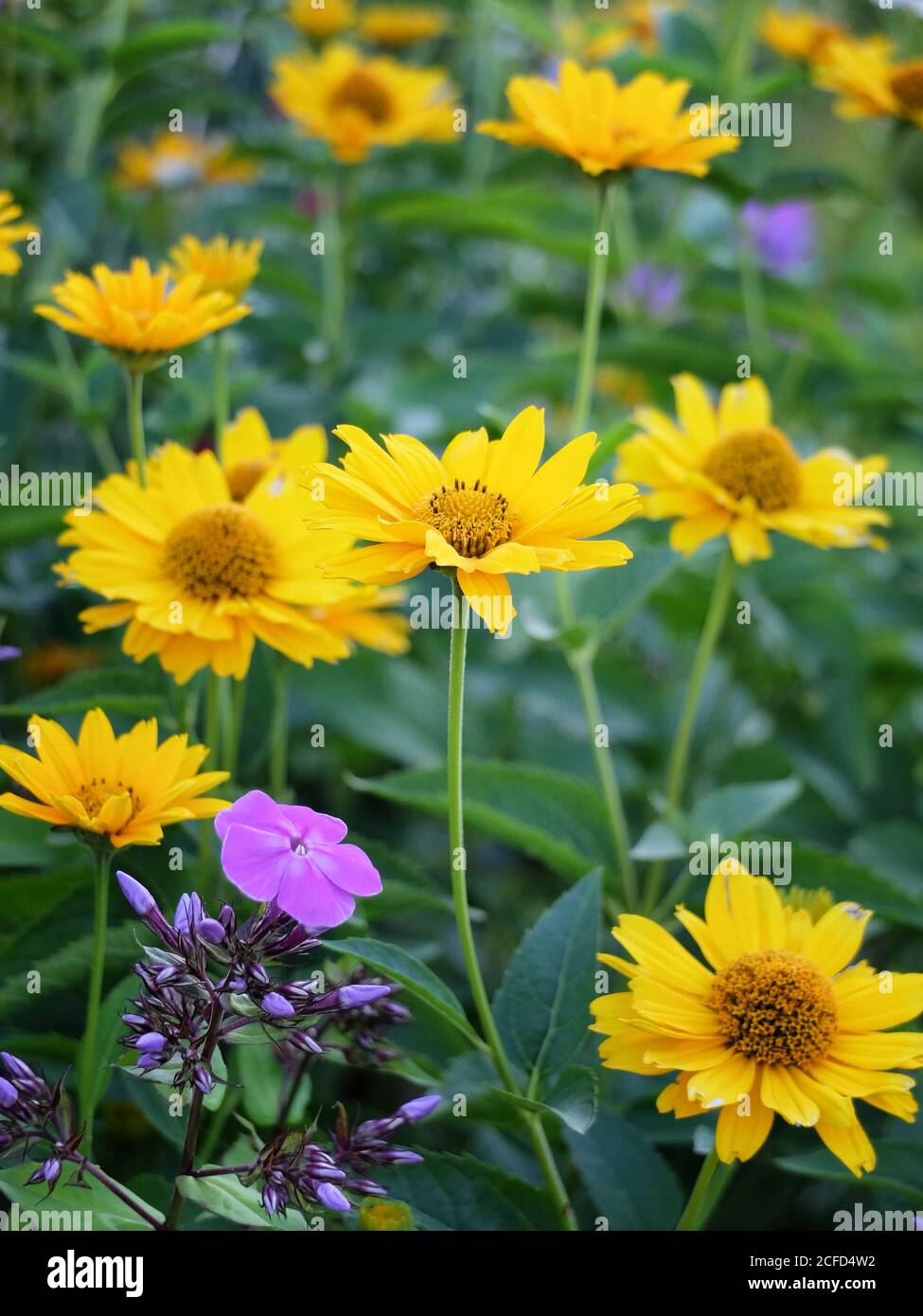 Yellow coneflower (Heliopsis helianthoides) 'Venus' Stock Photo