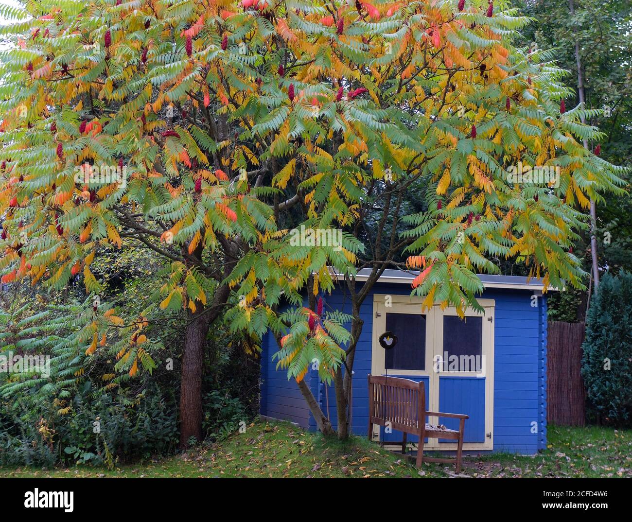 Vinegar tree (Rhus typhina) in front of the blue shed Stock Photo