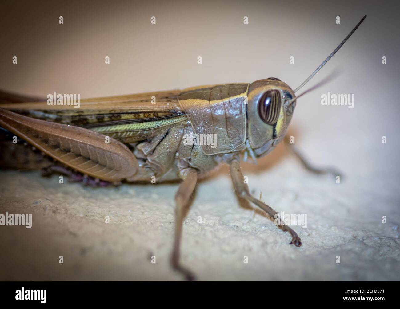 Isolated close up macro of a single grasshopper- Israel Stock Photo